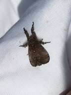 Image of Cinnamon Tussock Moth