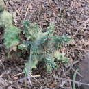 Image of Euphorbia arida N. E. Br.