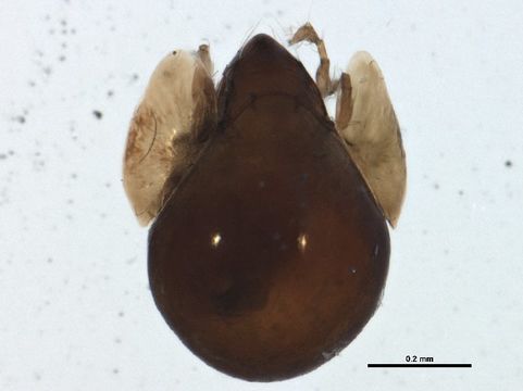 Image of Parakalummidae
