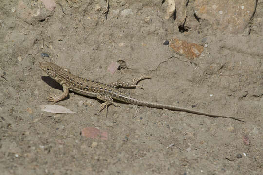 Image of Strauch's Racerunner