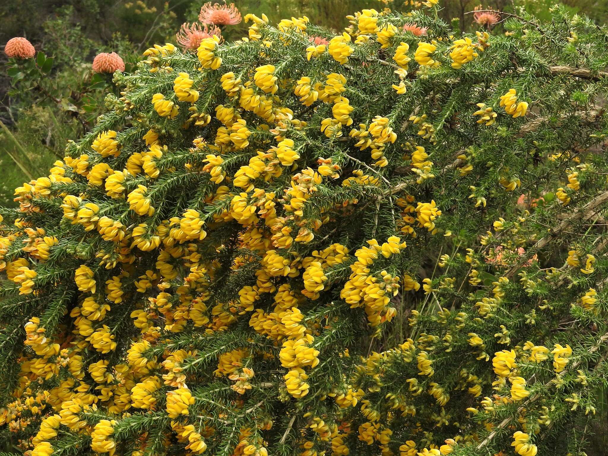 Imagem de Aspalathus excelsa R. Dahlgren