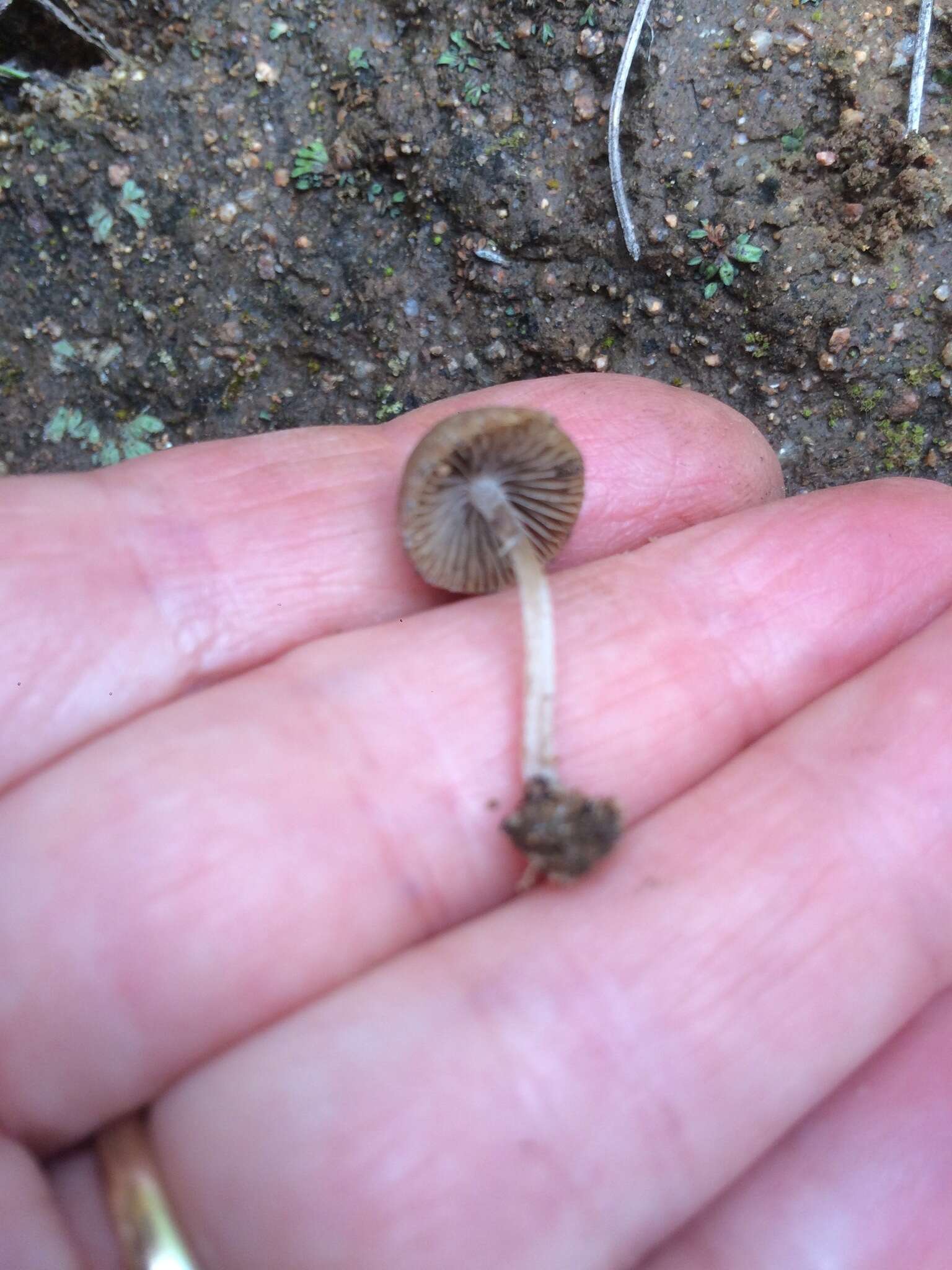 Image of Psathyrella laricina A. H. Sm. 1972