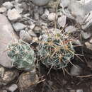 Image of Coryphantha wohlschlageri Holzeis