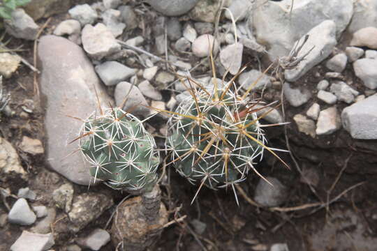 Image of Coryphantha wohlschlageri Holzeis