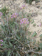 Image of Carleton's sand verbena