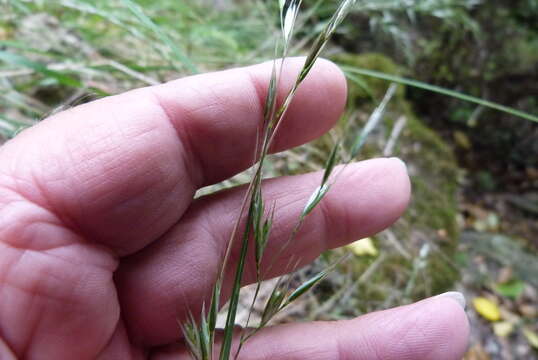 Plancia ëd Rytidosperma gracile (Hook. fil.) Connor & Edgar