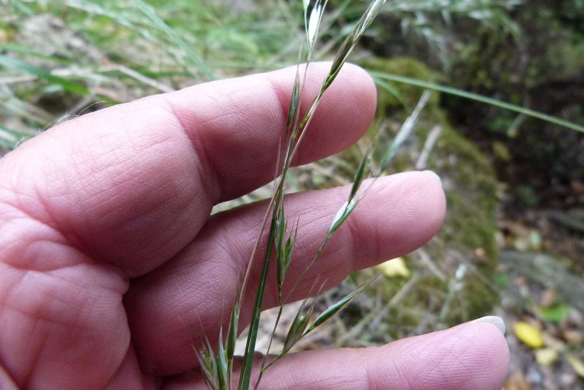 Rytidosperma gracile (Hook. fil.) Connor & Edgar resmi