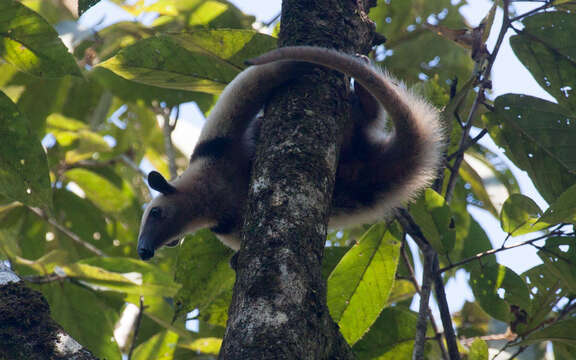 Image of Northern Tamandua