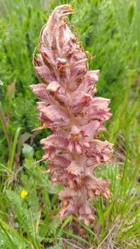 Image of greater broomrape