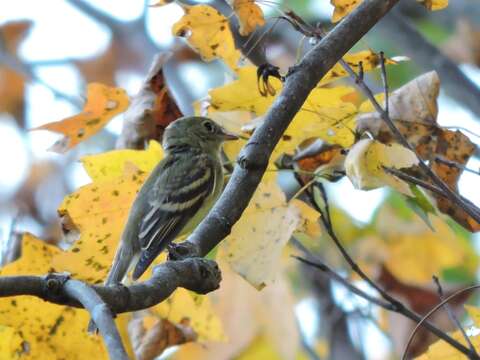 Image of Yellow-bellied Flycatcher