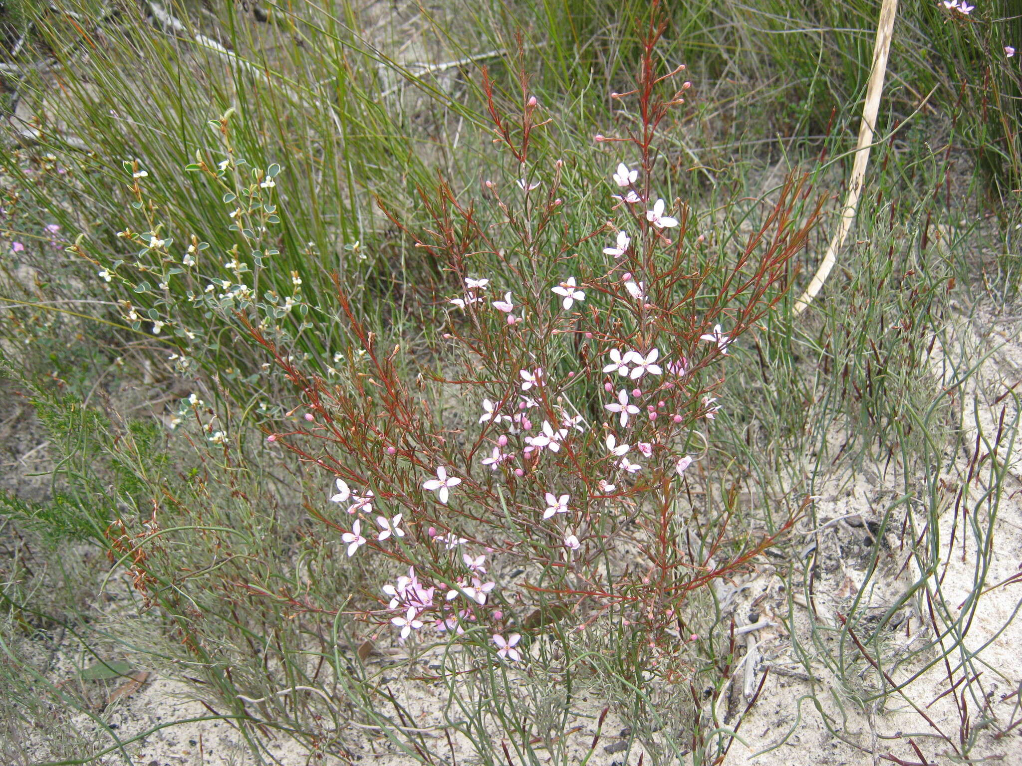 Image of Boronia filifolia F. Müll.