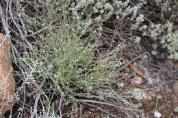 Image of Muraltia parvifolia N. E. Br.