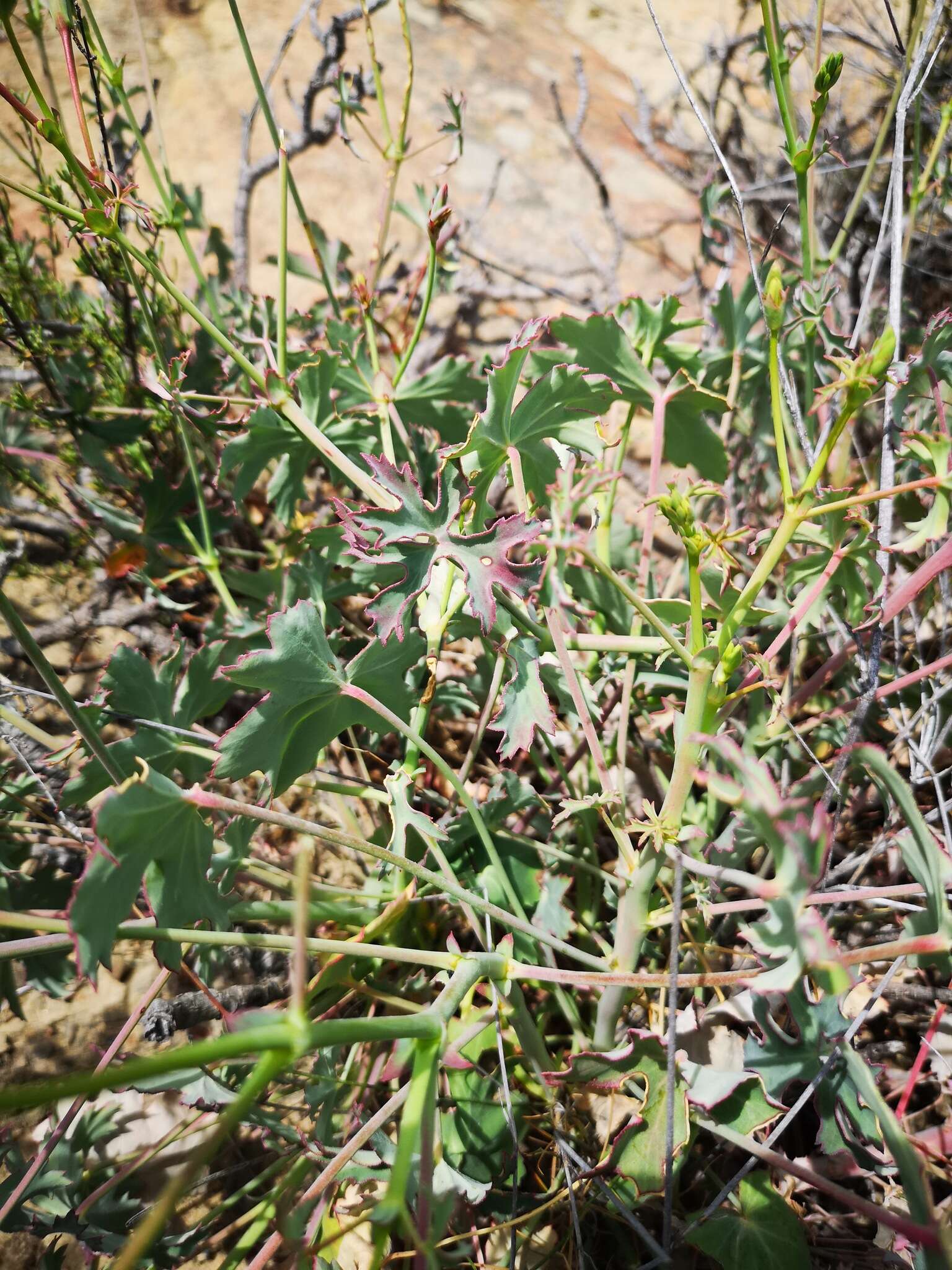 Image of Pelargonium grandiflorum (Andr.) Willd.