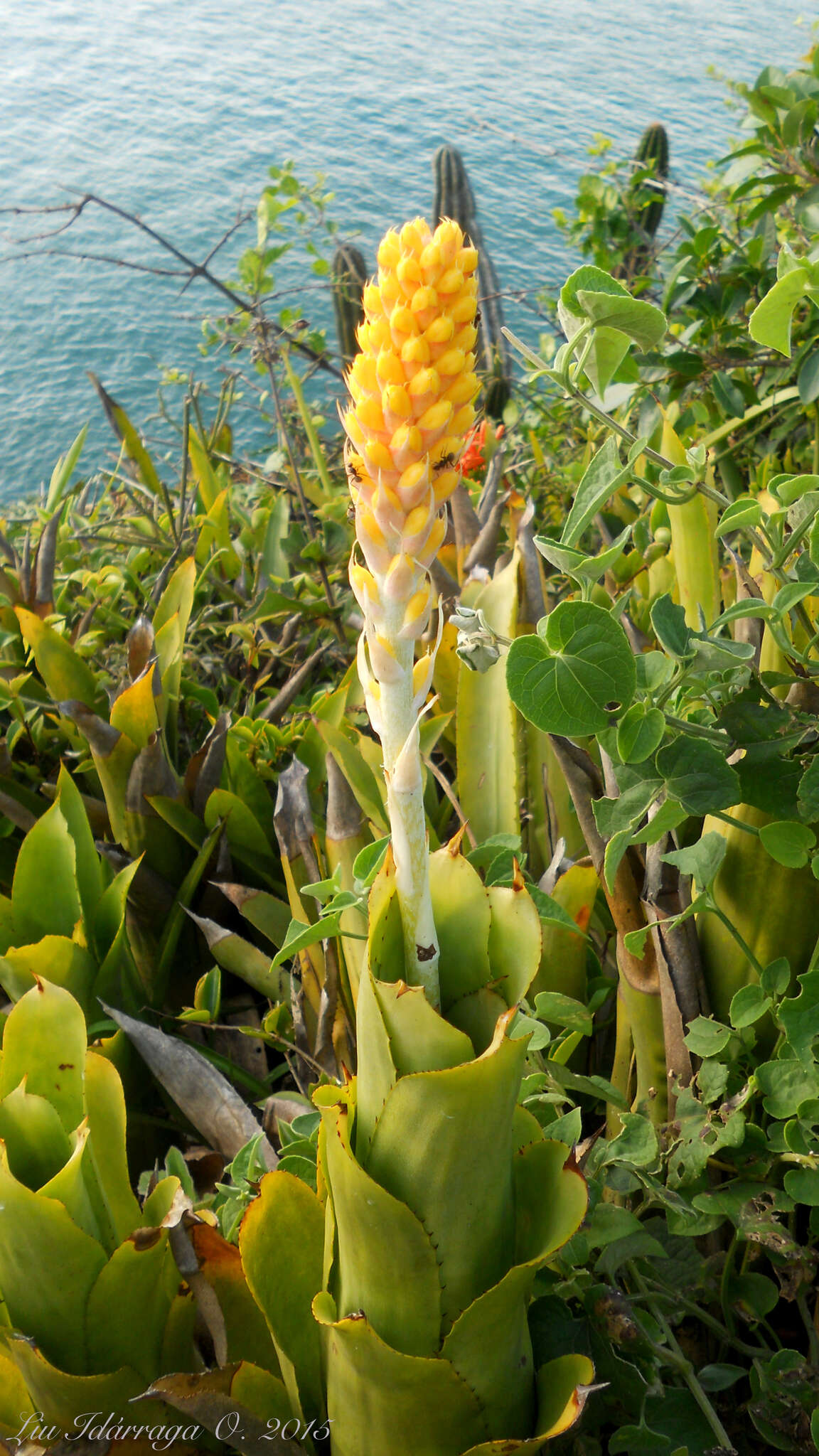 Image of Aechmea comata (Gaudich.) Baker