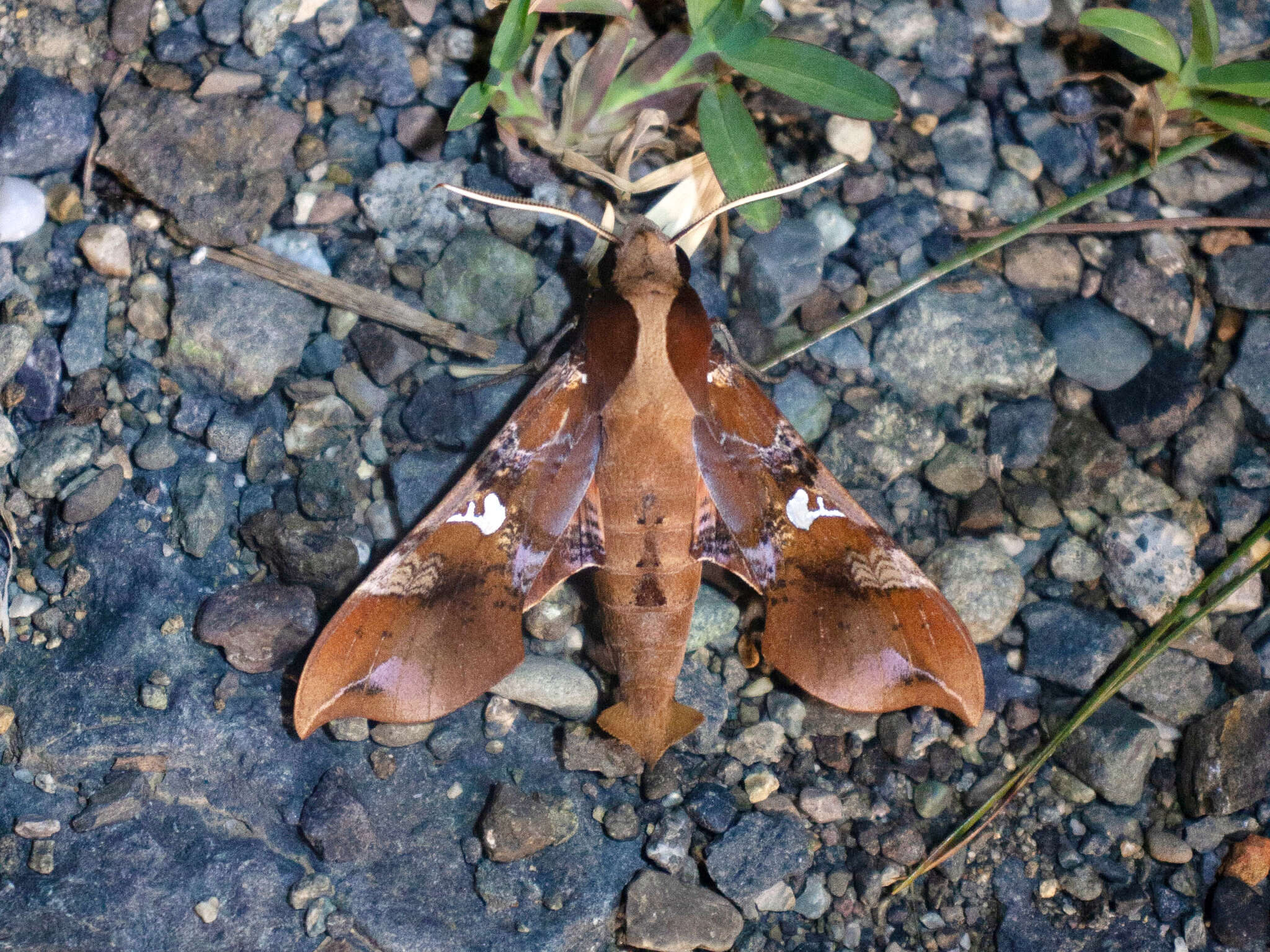 Image of Callionima falcifera (Gehlen 1943)