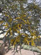 Imagem de Acacia catenulata C. T. White