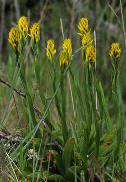 Image de Gavilea lutea (Comm. ex Pers.) M. N. Correa