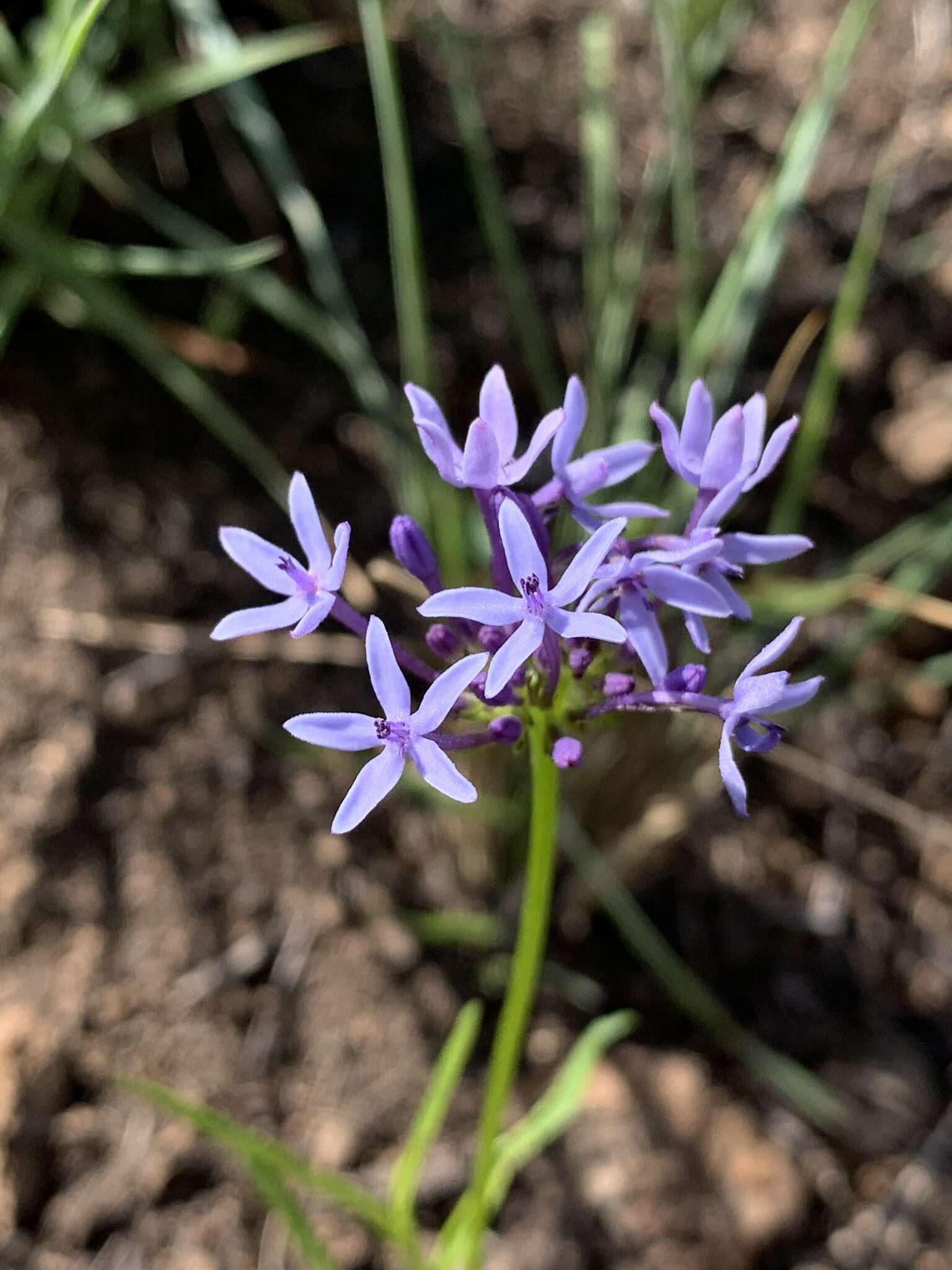 Image de Pentanisia angustifolia (Hochst.) Hochst.