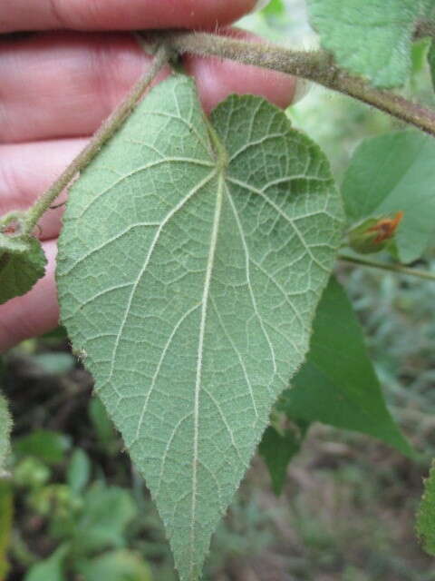 Imagem de Abutilon bivalve