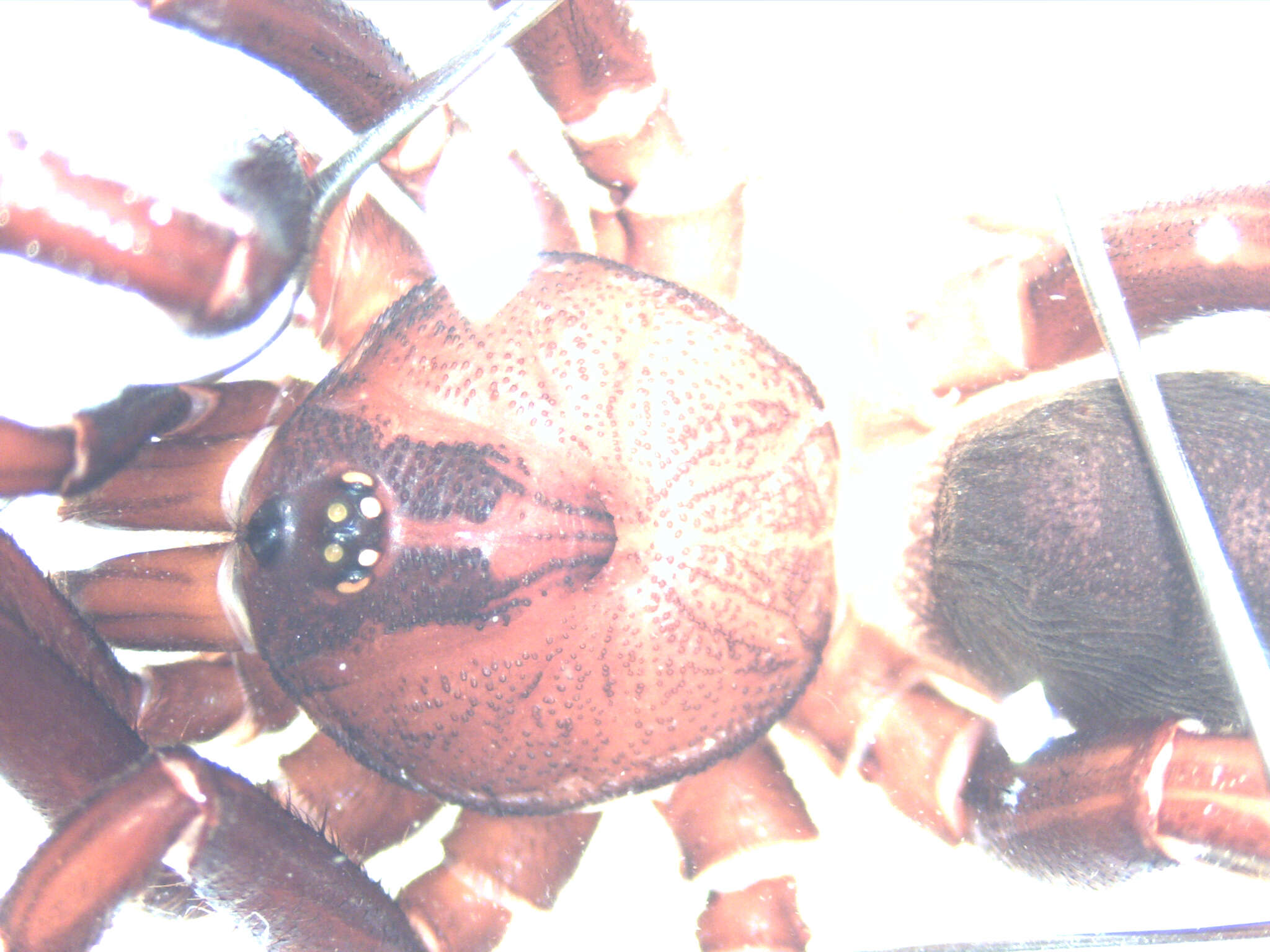 Image of Idiops pirassununguensis Fukami & Lucas 2005