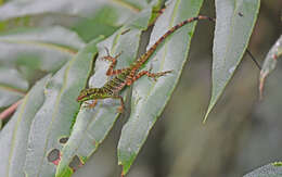 Sivun Anolis ventrimaculatus Boulenger 1911 kuva