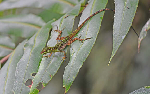 Image of Speckled Anole