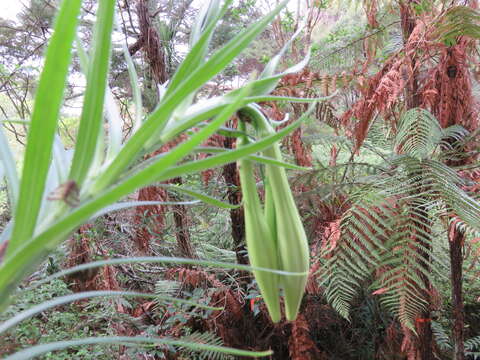 Image of Formosa lily