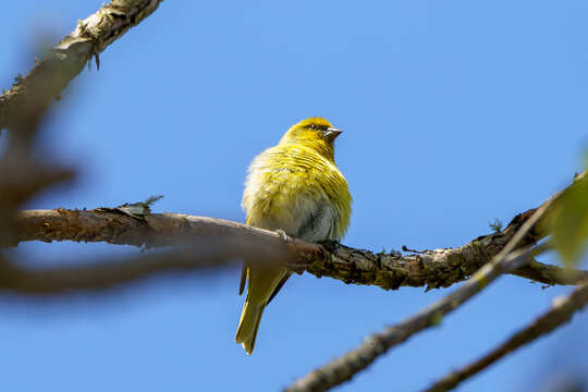 Image of Yellow-crowned Canary