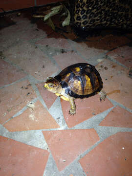 Image of Three-toed box turtle