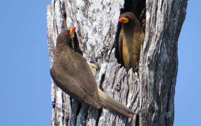 Image of oxpeckers