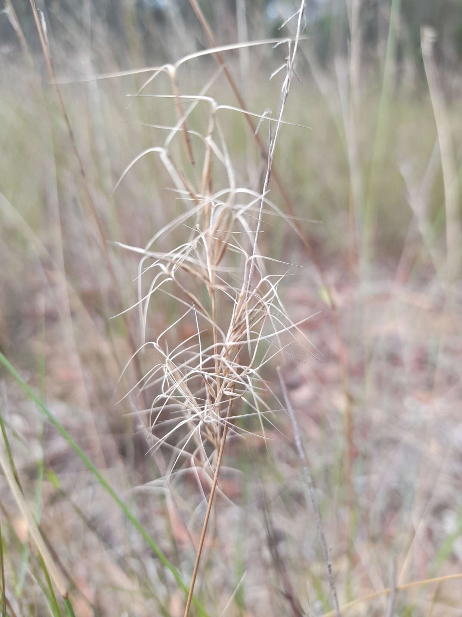 Image of Aristida ramosa R. Br.