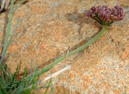 Image of Stenosemis angustifolia E. Mey. ex Harv. & Sond.