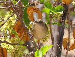 <i>Camaroptera brachyura sharpei</i>的圖片