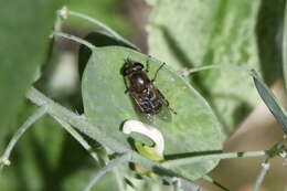 Image of <i>Asemosyrphus polygrammus</i>