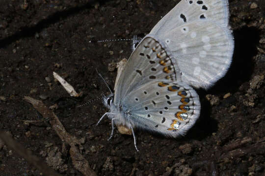 Image of <i>Plebejus fridayi</i>