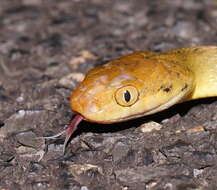 Image of Brown tree snake