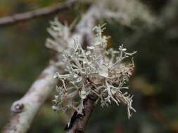 Imagem de Ramalina dilacerata (Hoffm.) Hoffm.