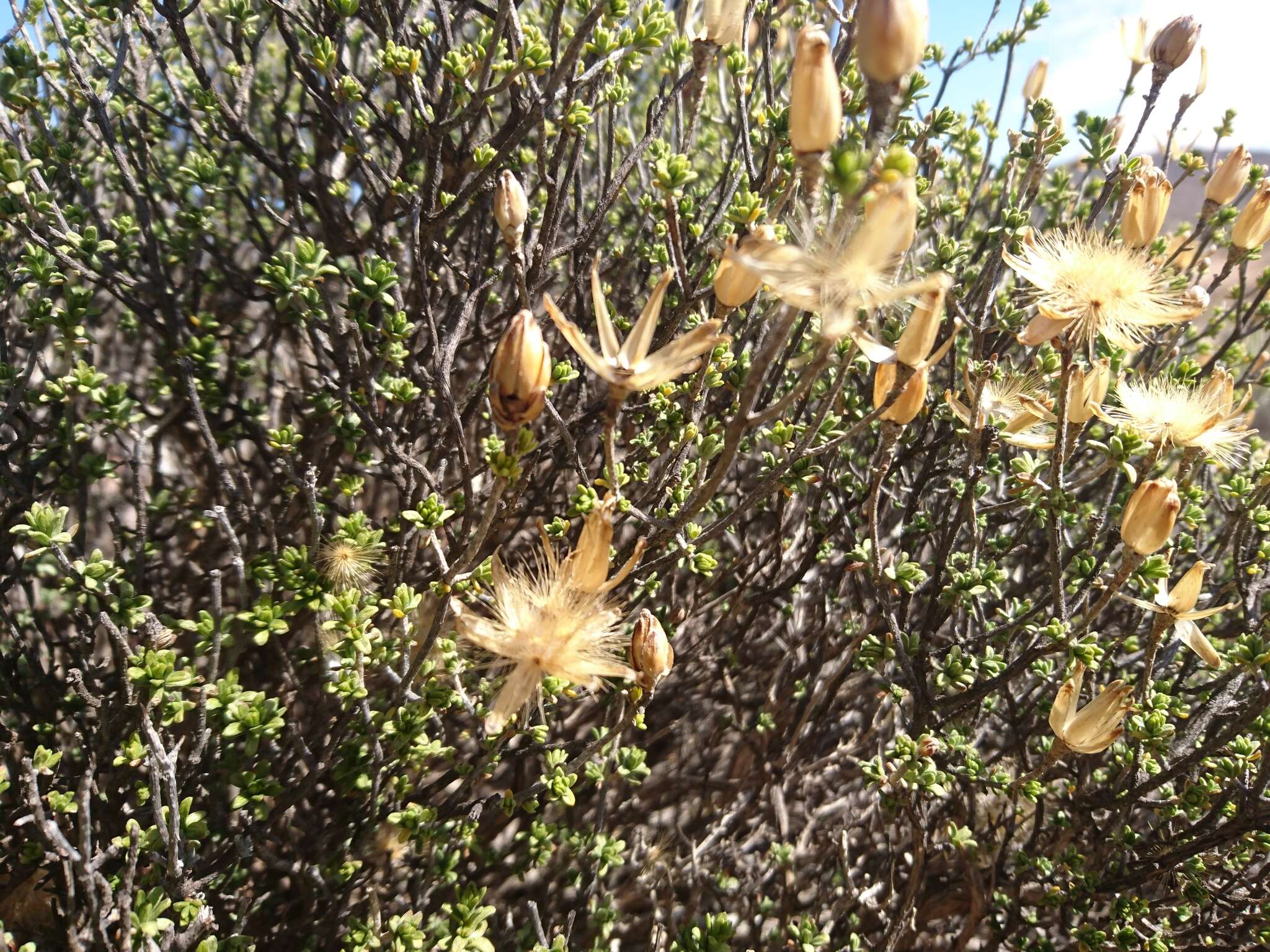 Imagem de Pteronia ciliata Thunb.