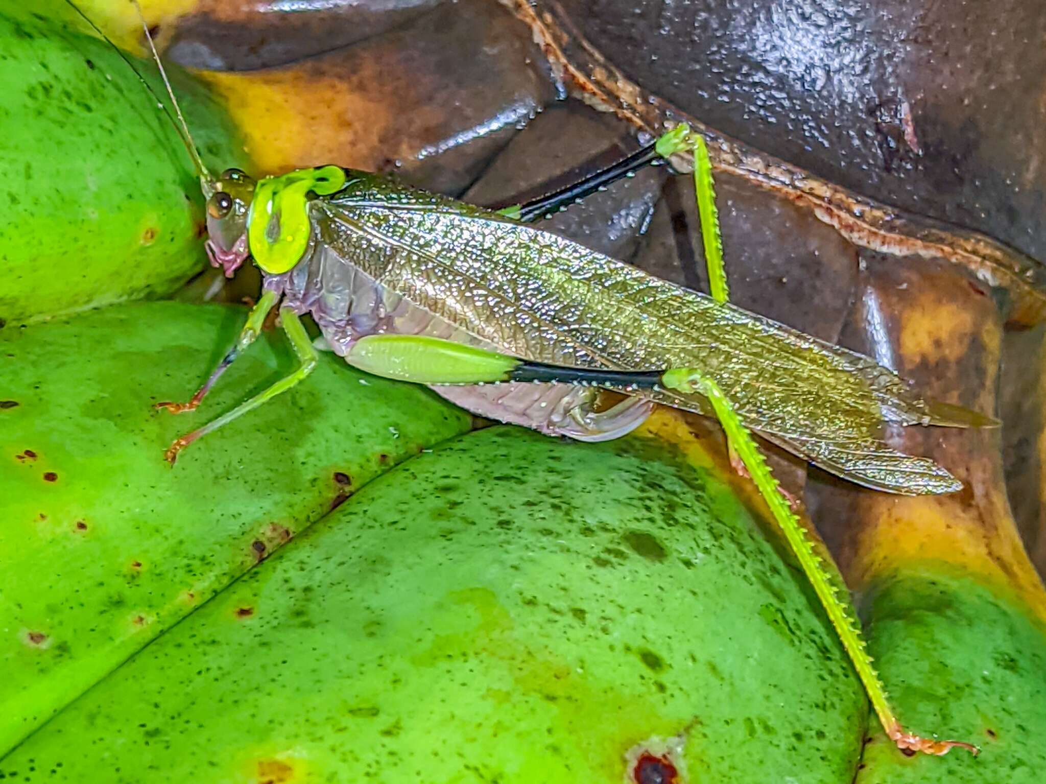 Image of Euceraia insignis Hebard 1927