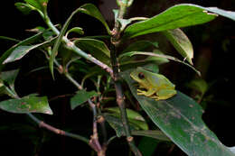 Image of Pseudophilautus stuarti (Meegaskumbura & Manamendra-Arachchi 2005)