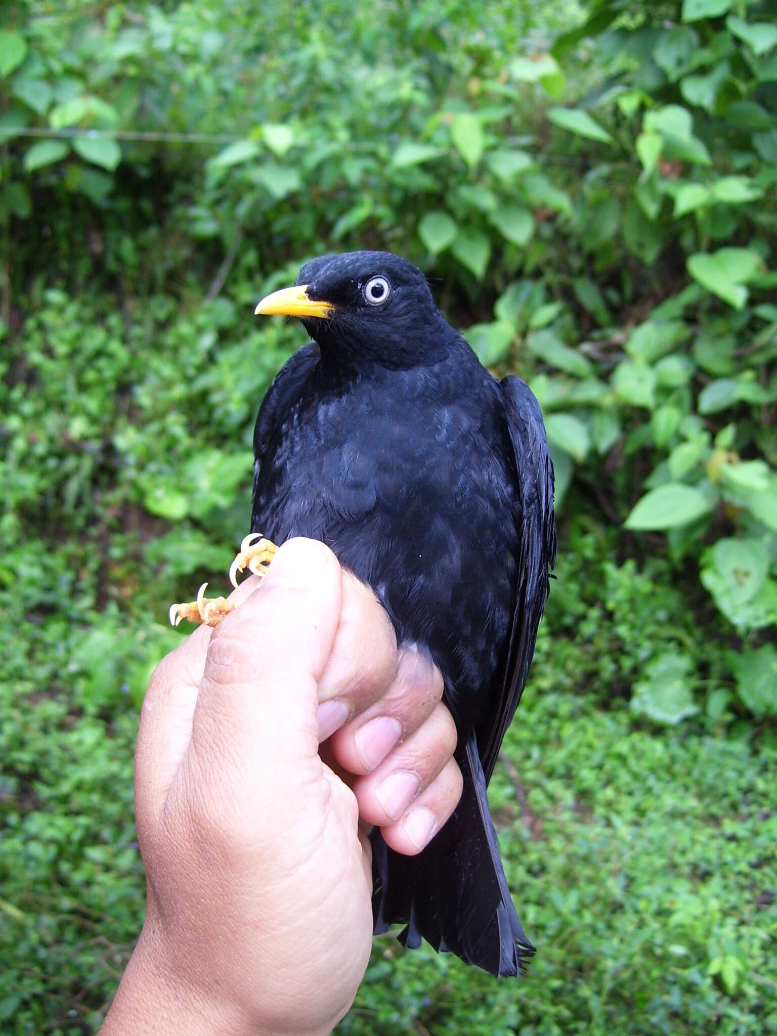 Image of Pale-eyed Thrush