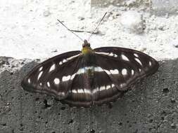 Athyma orientalis resmi