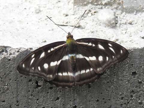 Imagem de Athyma orientalis