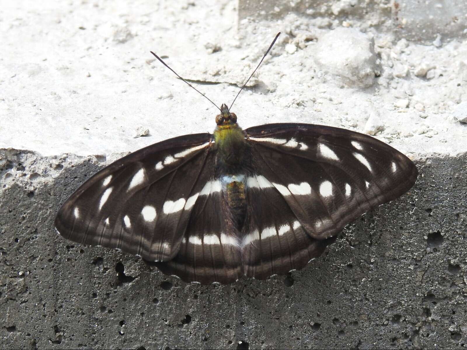 Athyma orientalis resmi