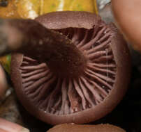 Image of Western Amethyst Deceiver