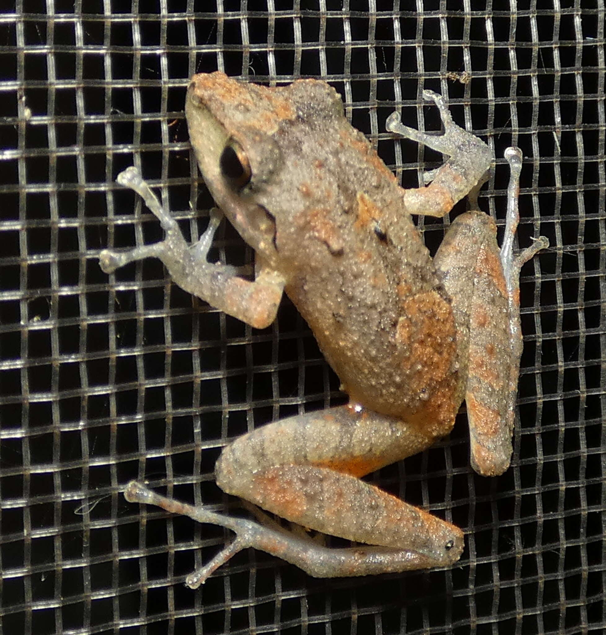 Image of Paraiba Robber Frog