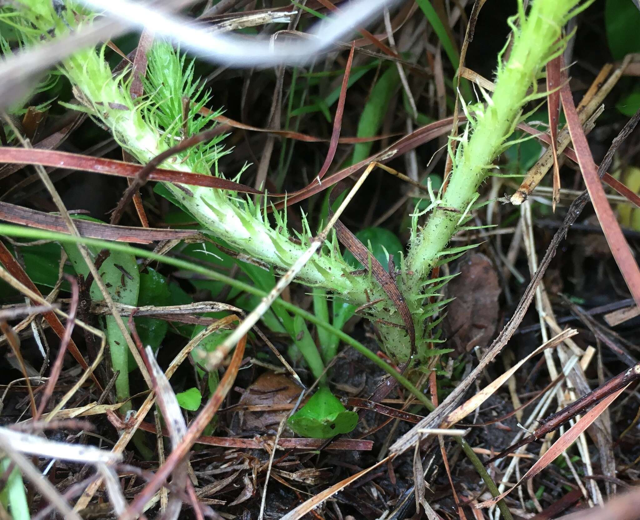 Image of Feather-Stem Club-Moss