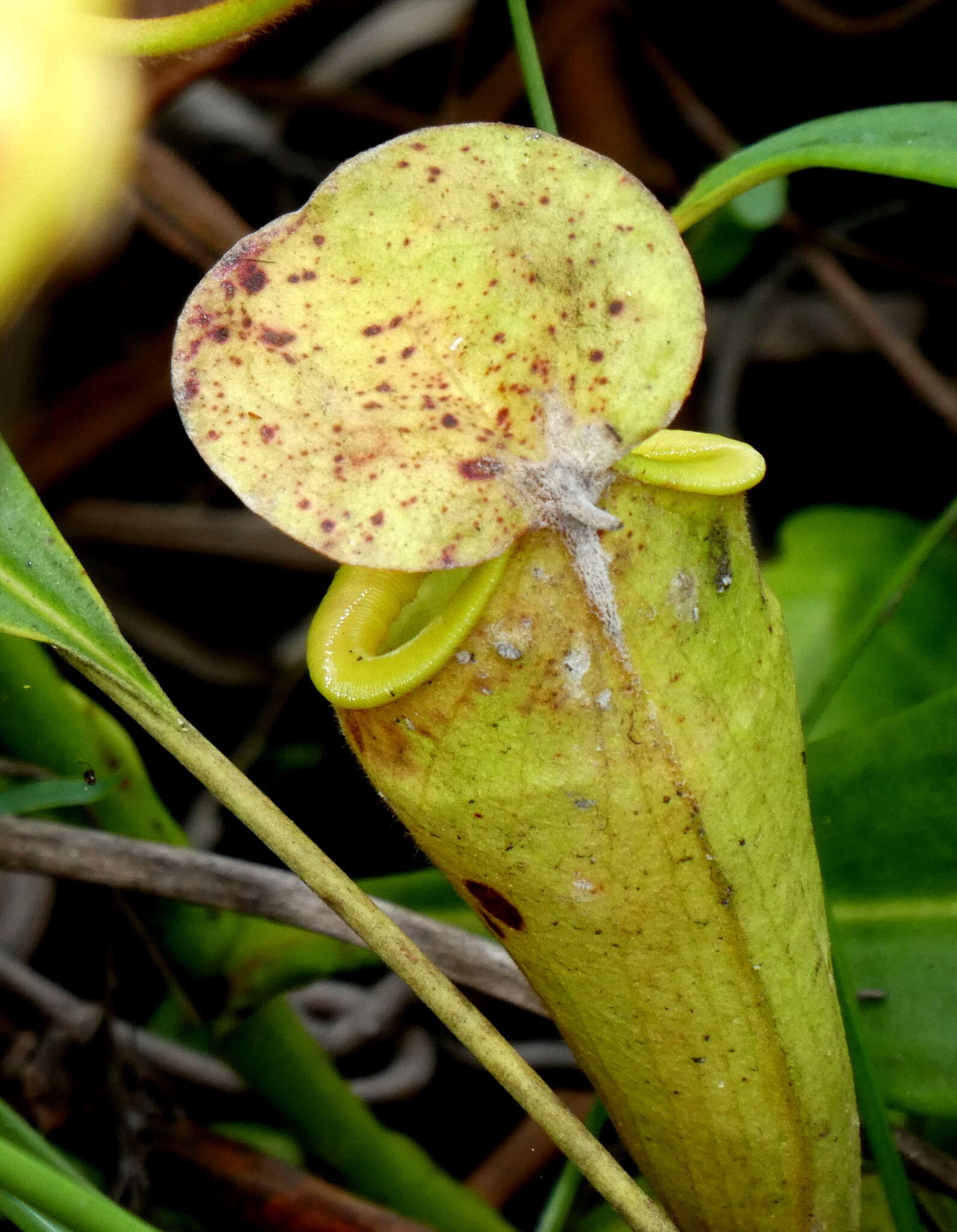 Image of Madagascar pitcher plant