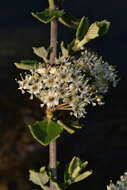 Image of ceanothus