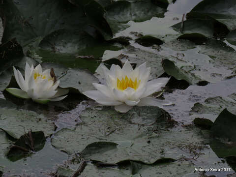 Image of European white waterlily